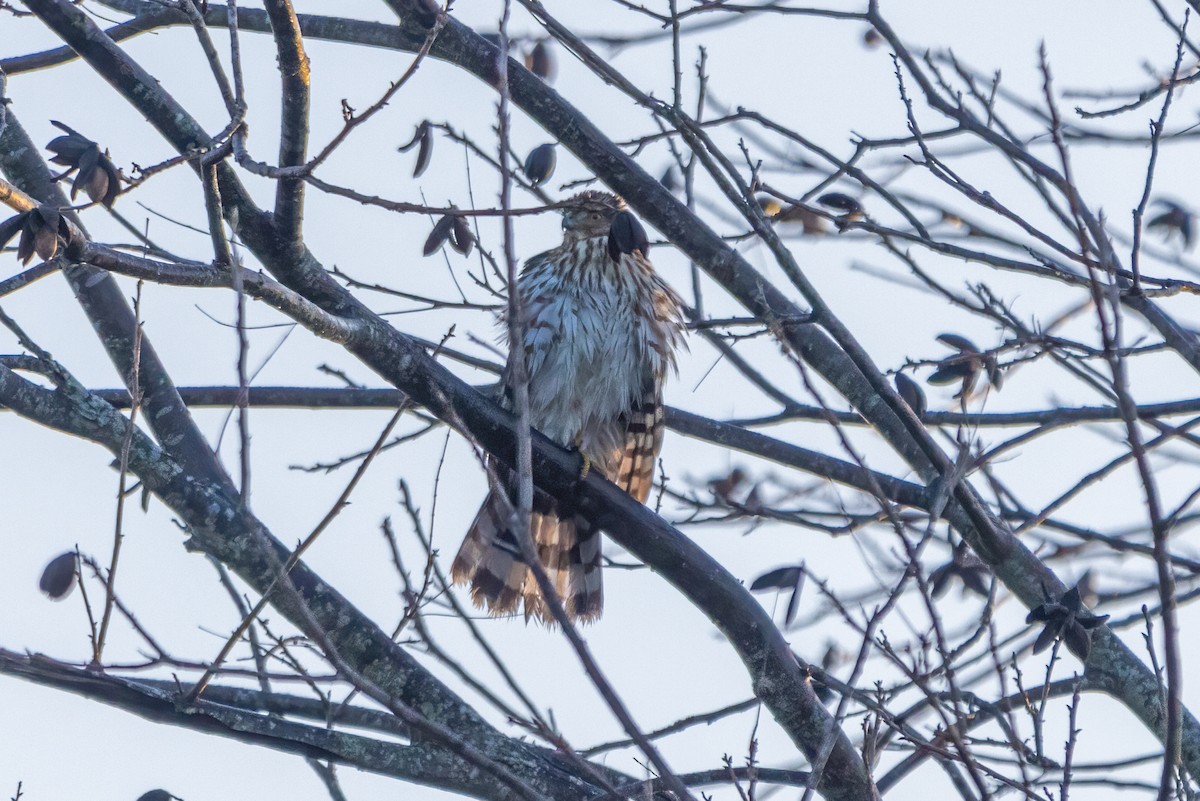 Cooper's Hawk - ML612297603