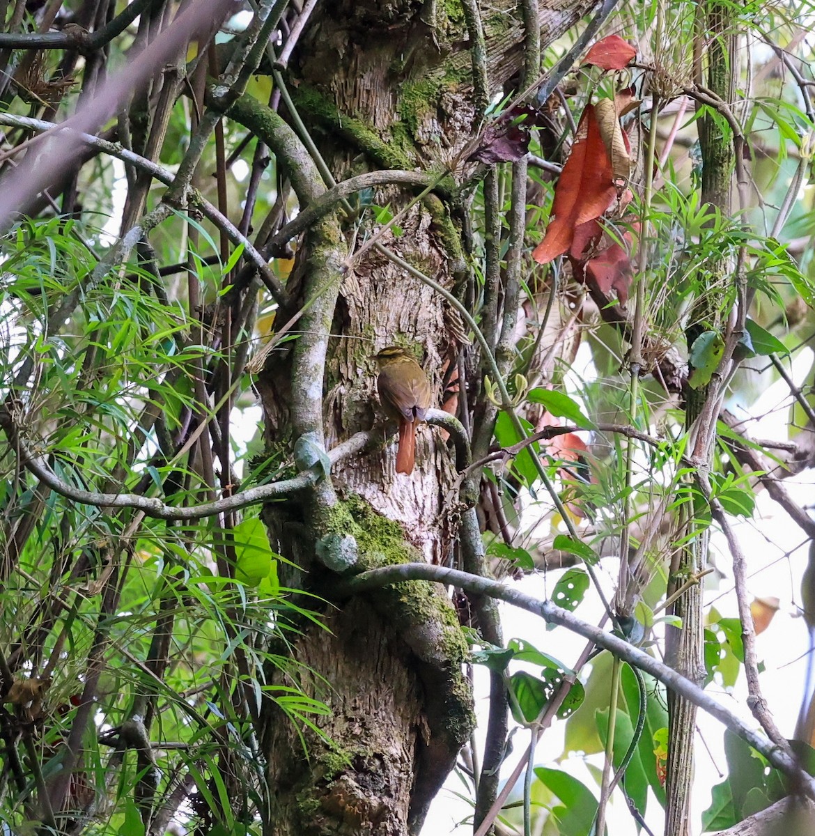 Sharp-billed Treehunter - ML612297696