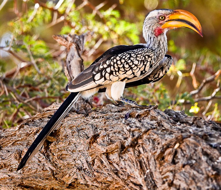 Southern Yellow-billed Hornbill - ML612297699