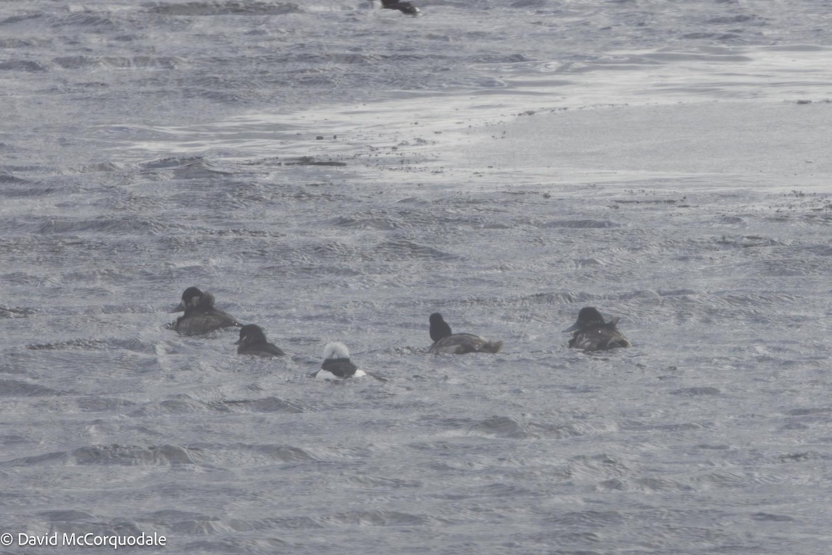 Lesser Scaup - David McCorquodale