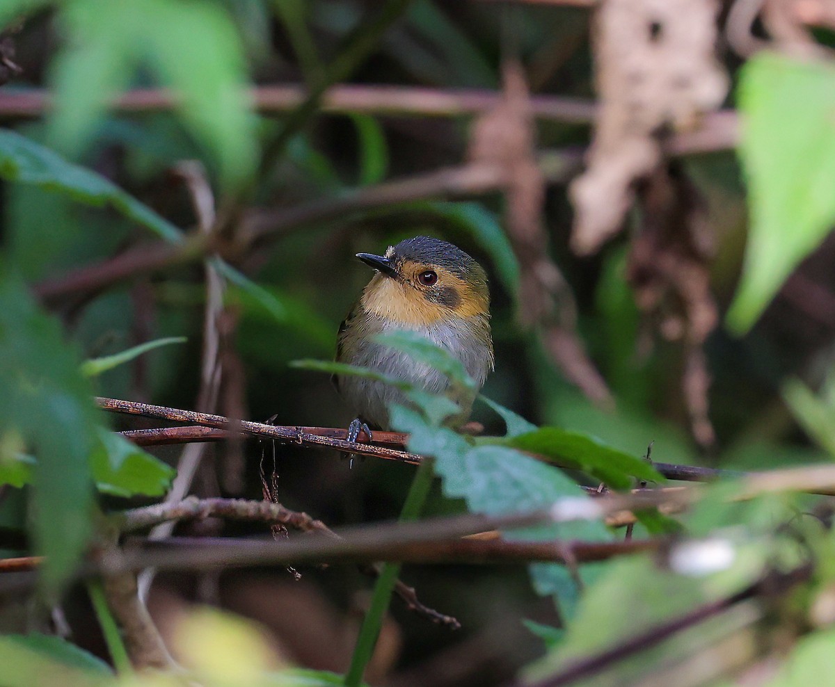 Ochre-faced Tody-Flycatcher - ML612297716