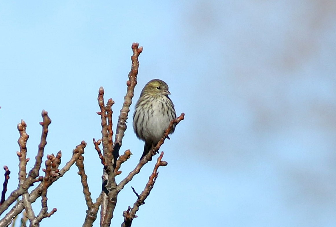 Eurasian Siskin - Miguel García