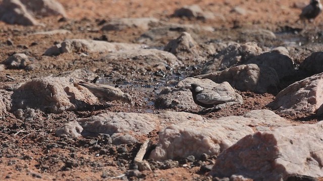 Gray-backed Sparrow-Lark - ML612297775