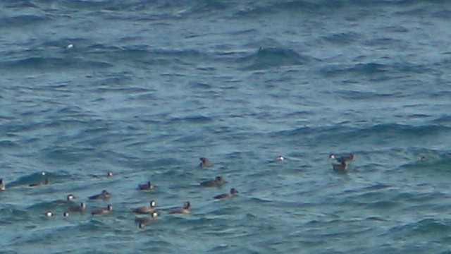 Long-tailed Duck - ML612297791