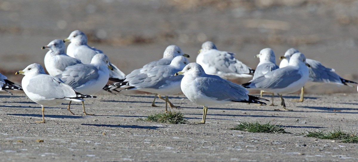 Ring-billed Gull - ML612297850