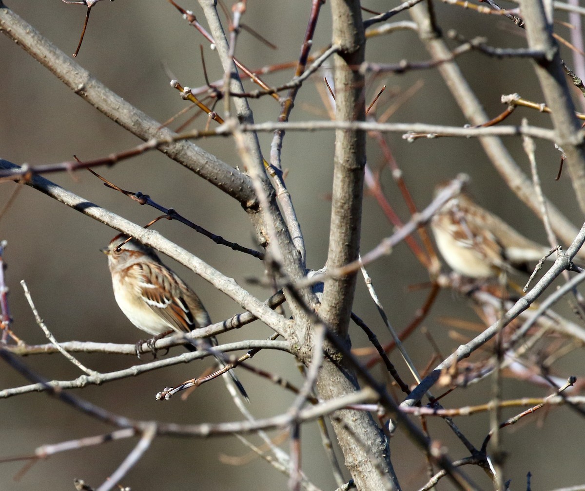 American Tree Sparrow - ML612297862