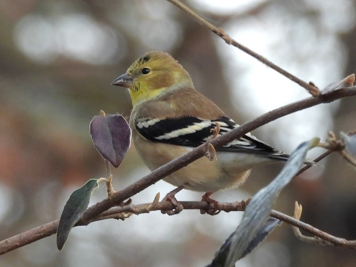 American Goldfinch - Bill Nolting