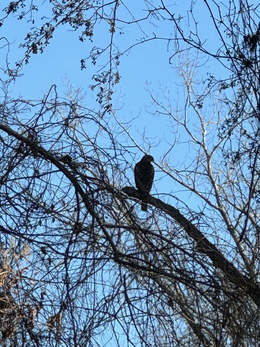 Cooper's Hawk - ML612297879