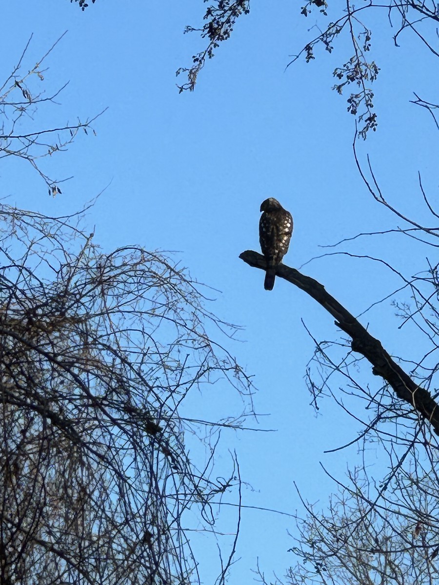 Cooper's Hawk - ML612297881