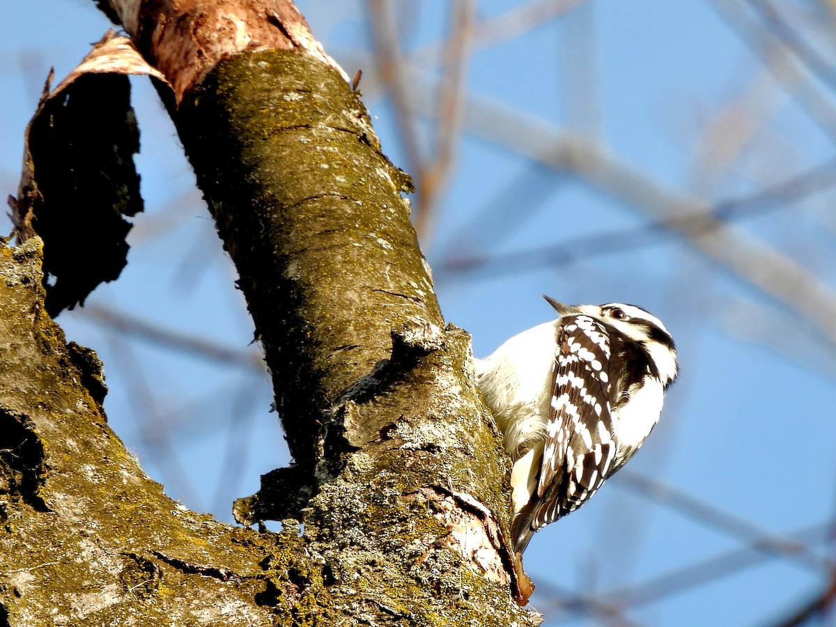 Downy Woodpecker - ML612297882