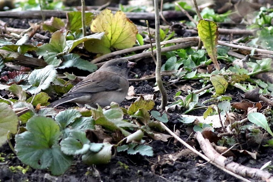 Dark-eyed Junco - ML612297906