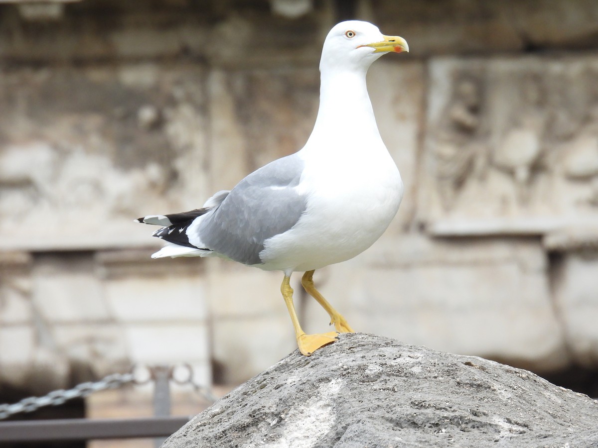 Yellow-legged Gull - Eduardo Rafael  Lázaro Arroyo