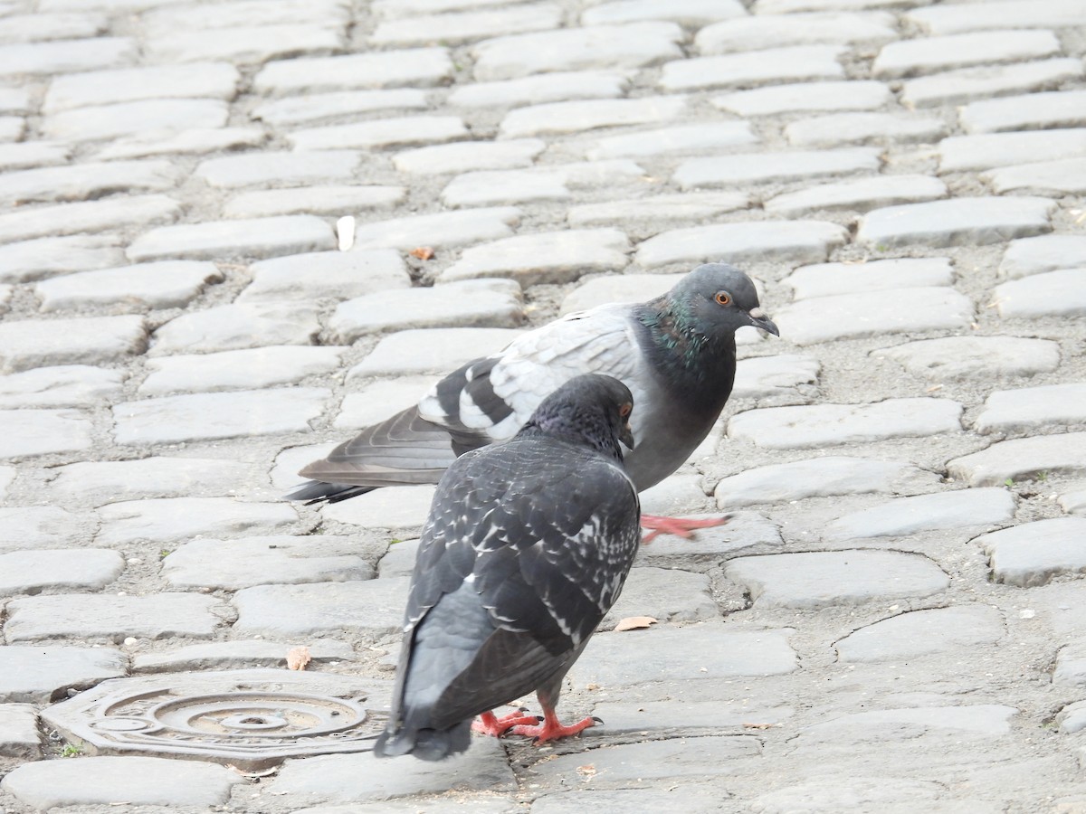 Rock Pigeon (Feral Pigeon) - Eduardo Rafael  Lázaro Arroyo