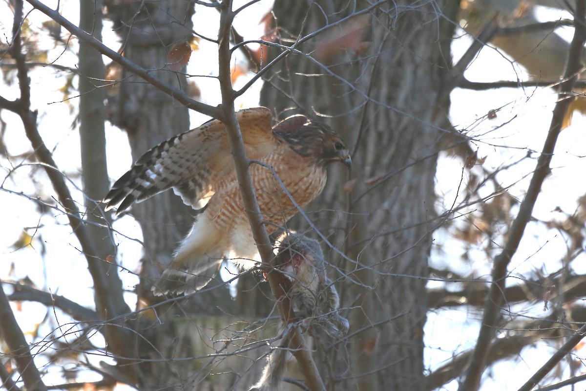 Red-shouldered Hawk - Ron Sempier