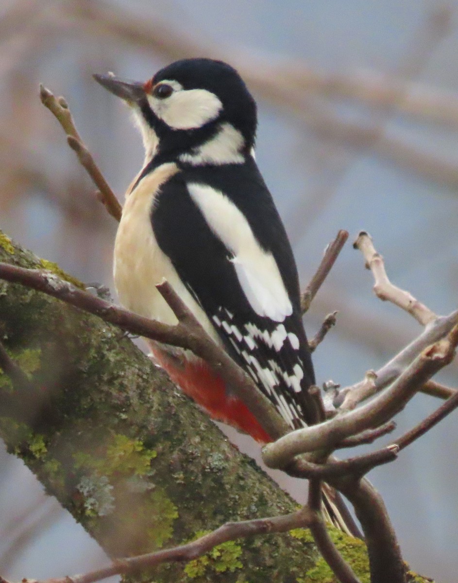 Great Spotted Woodpecker - Alfonso Luengo