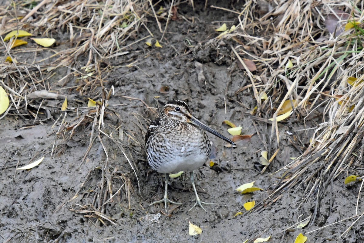 חרטומית אמריקנית - ML612298082