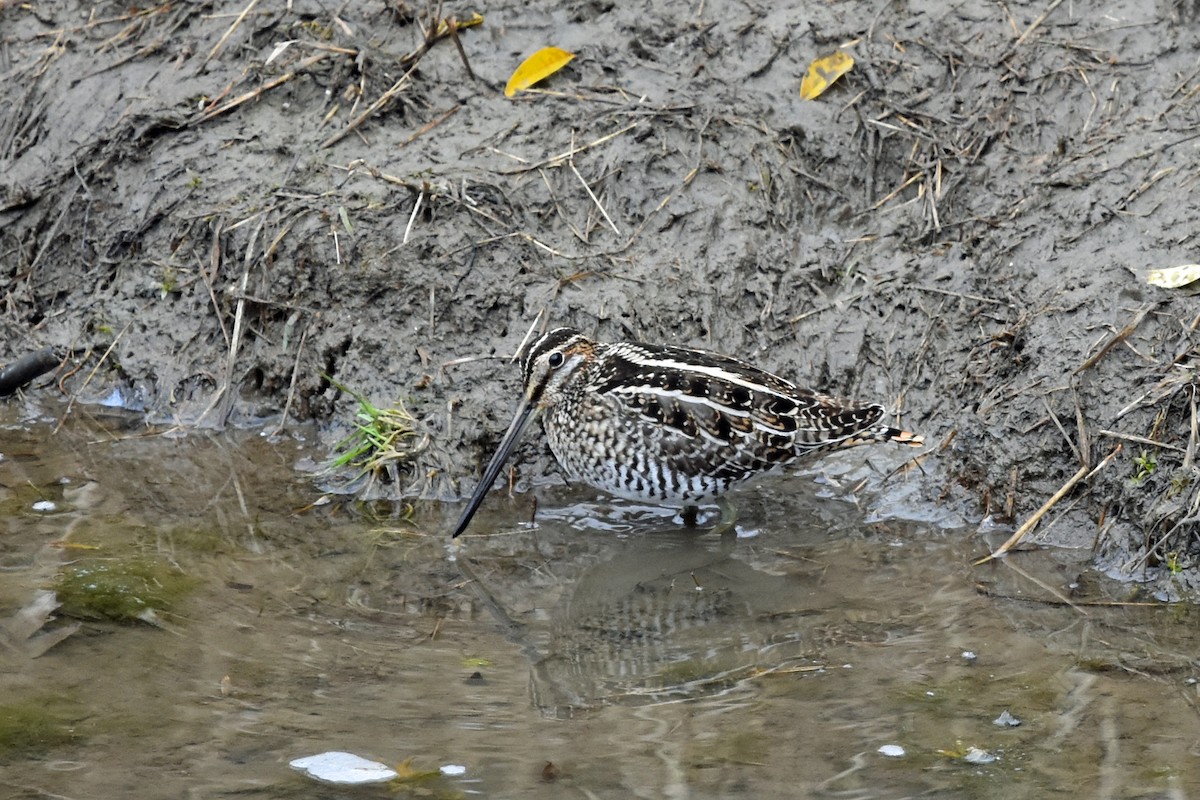 חרטומית אמריקנית - ML612298083