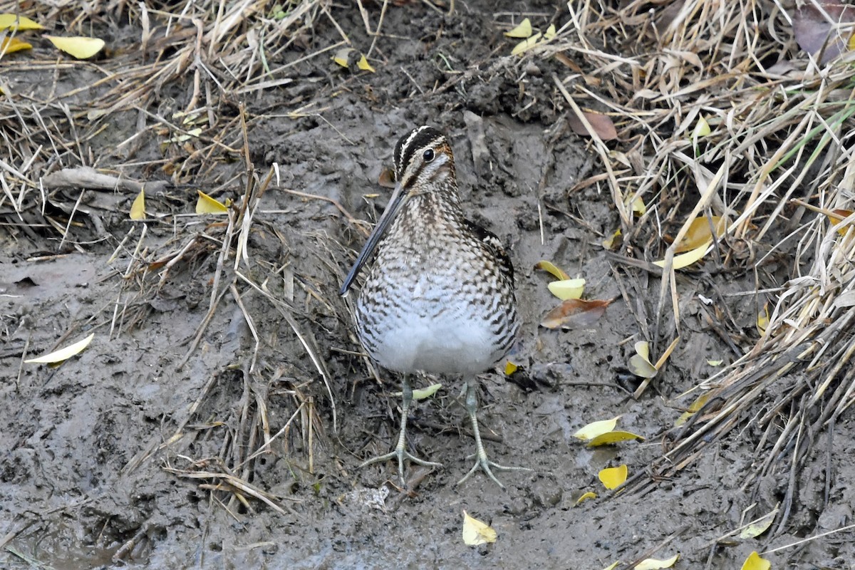 Wilson's Snipe - ML612298084