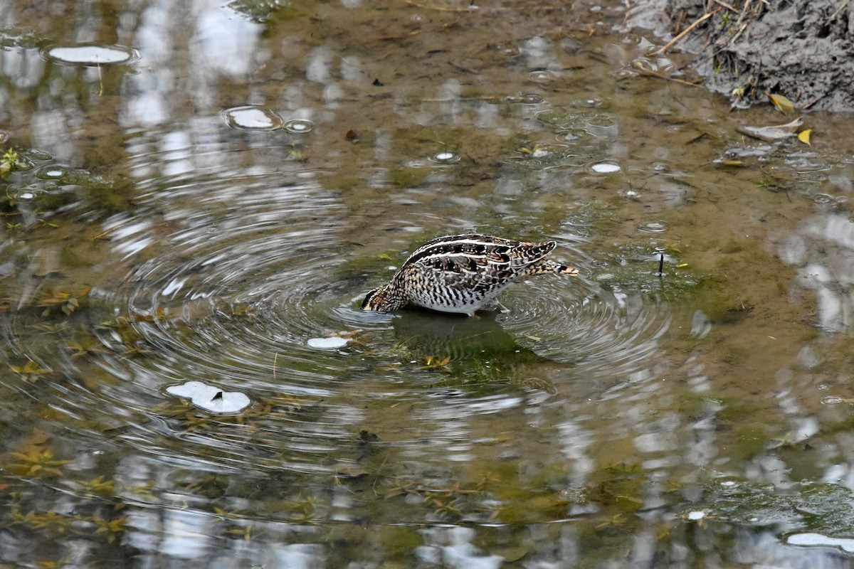 Wilson's Snipe - ML612298085