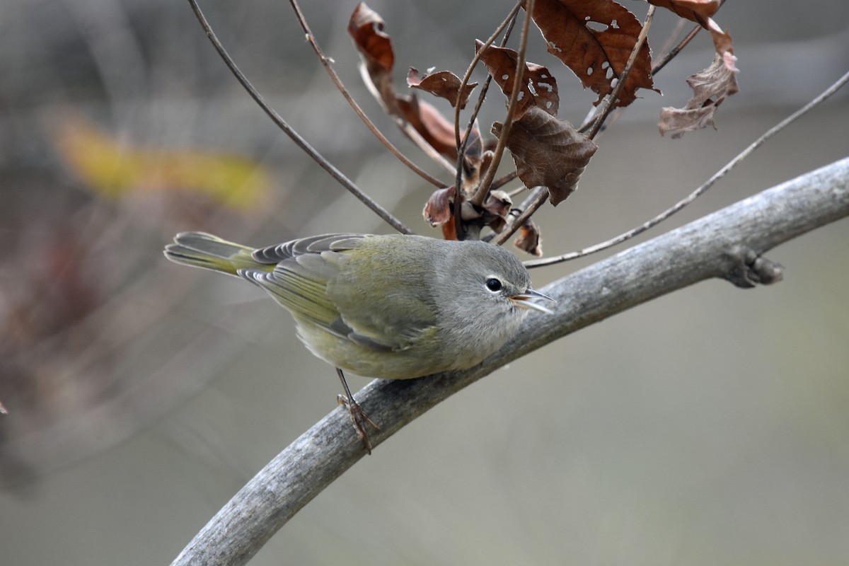 Orange-crowned Warbler - ML612298102