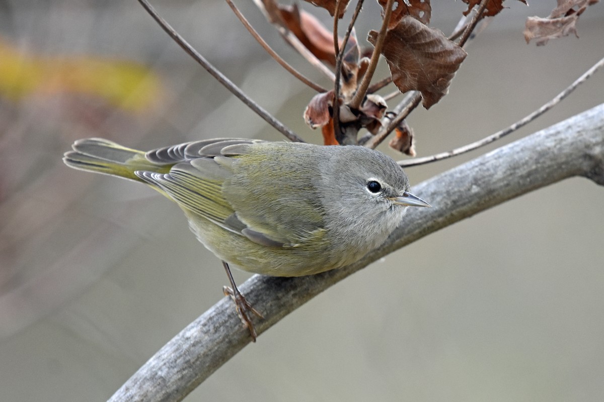 Orange-crowned Warbler - ML612298103