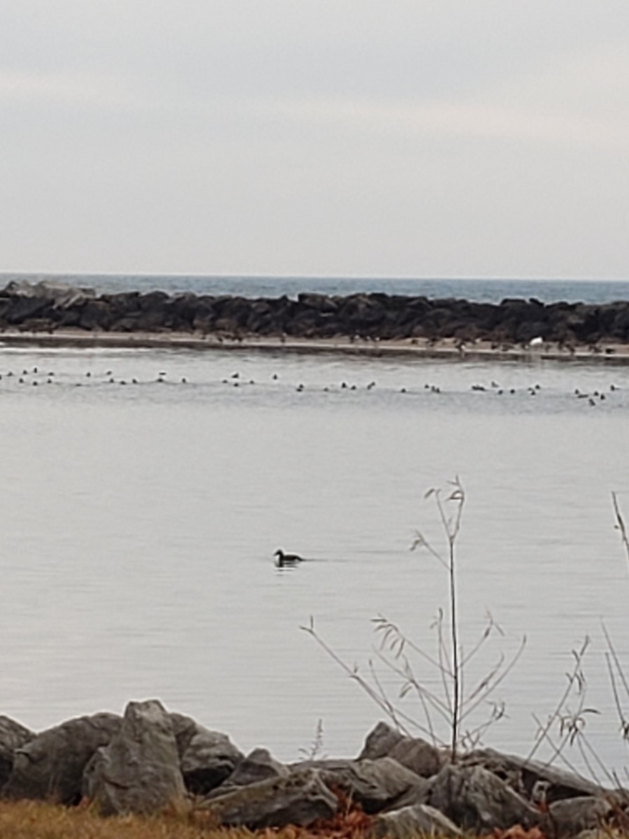 White-winged Scoter - Christine Brackett