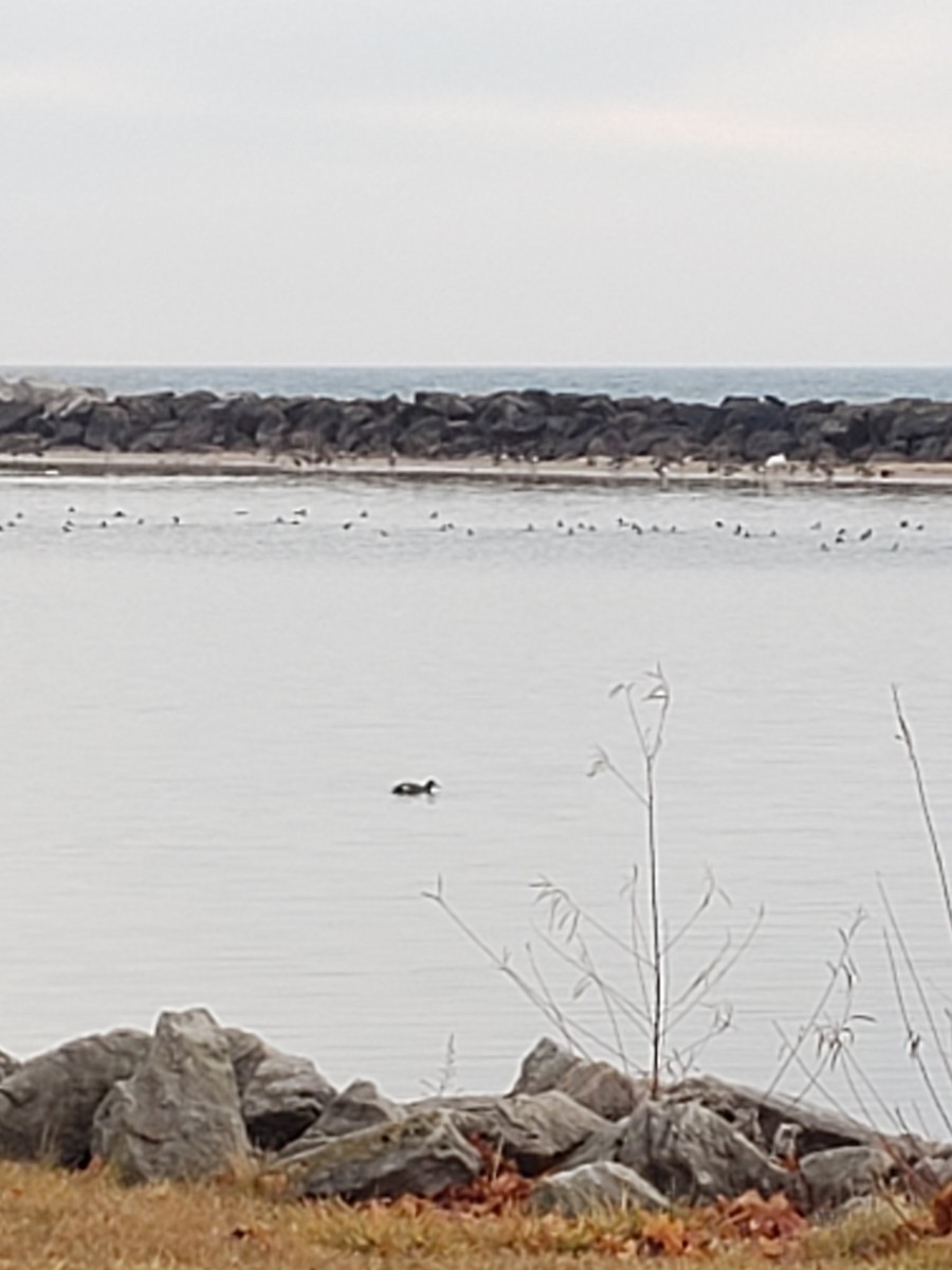 White-winged Scoter - ML612298123