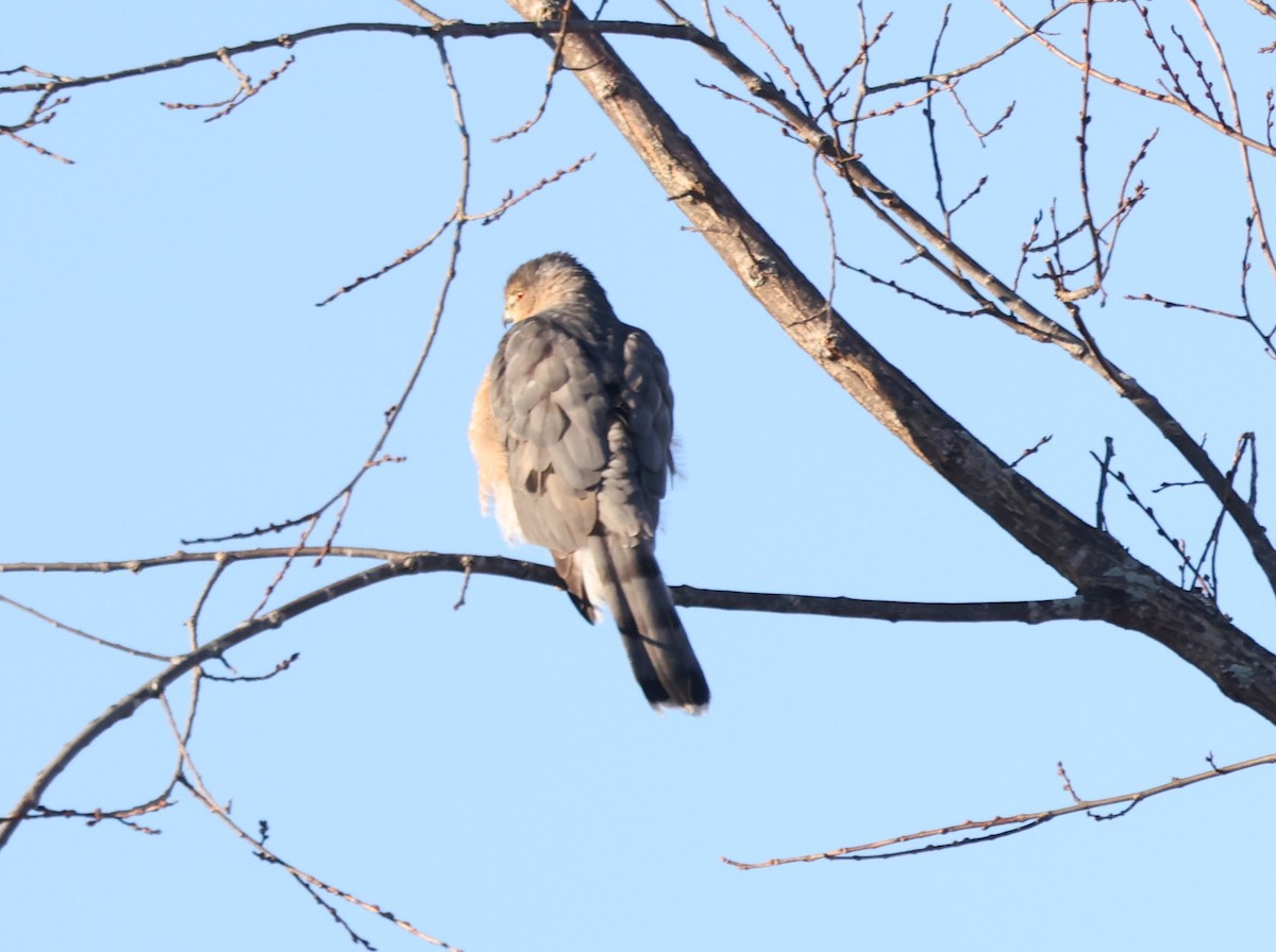 Cooper's Hawk - ML612298208