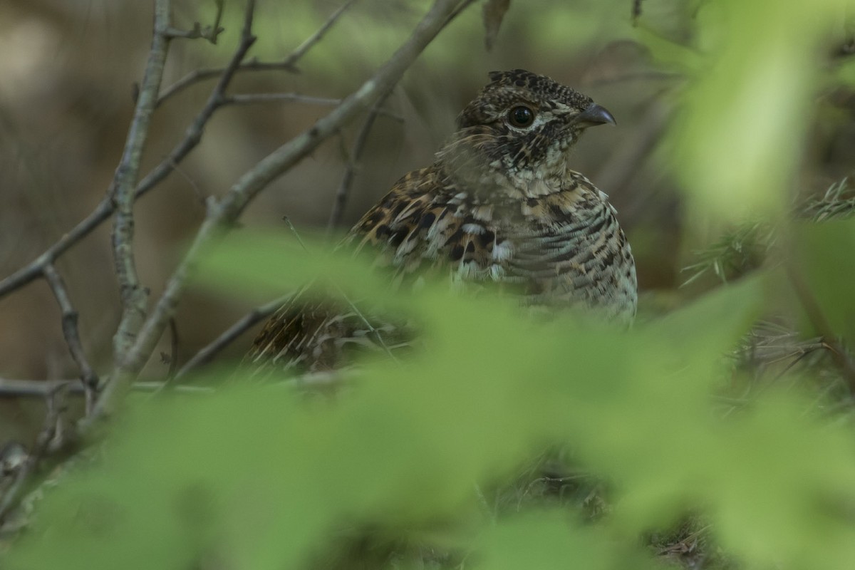 Ruffed Grouse - ML61229821