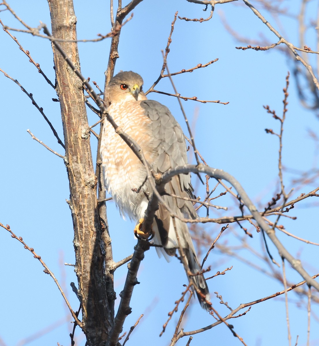 Cooper's Hawk - ML612298210