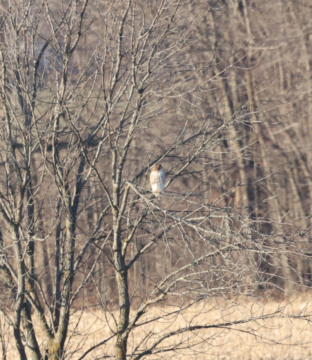 Red-tailed Hawk - Marie Provost