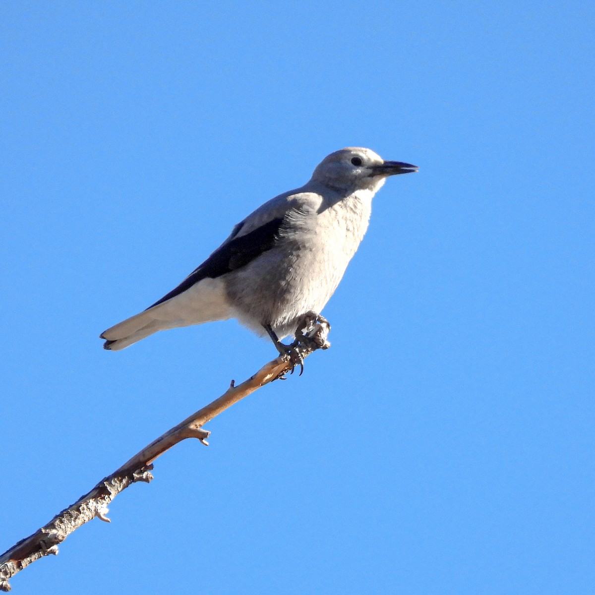 Clark's Nutcracker - ML612298243
