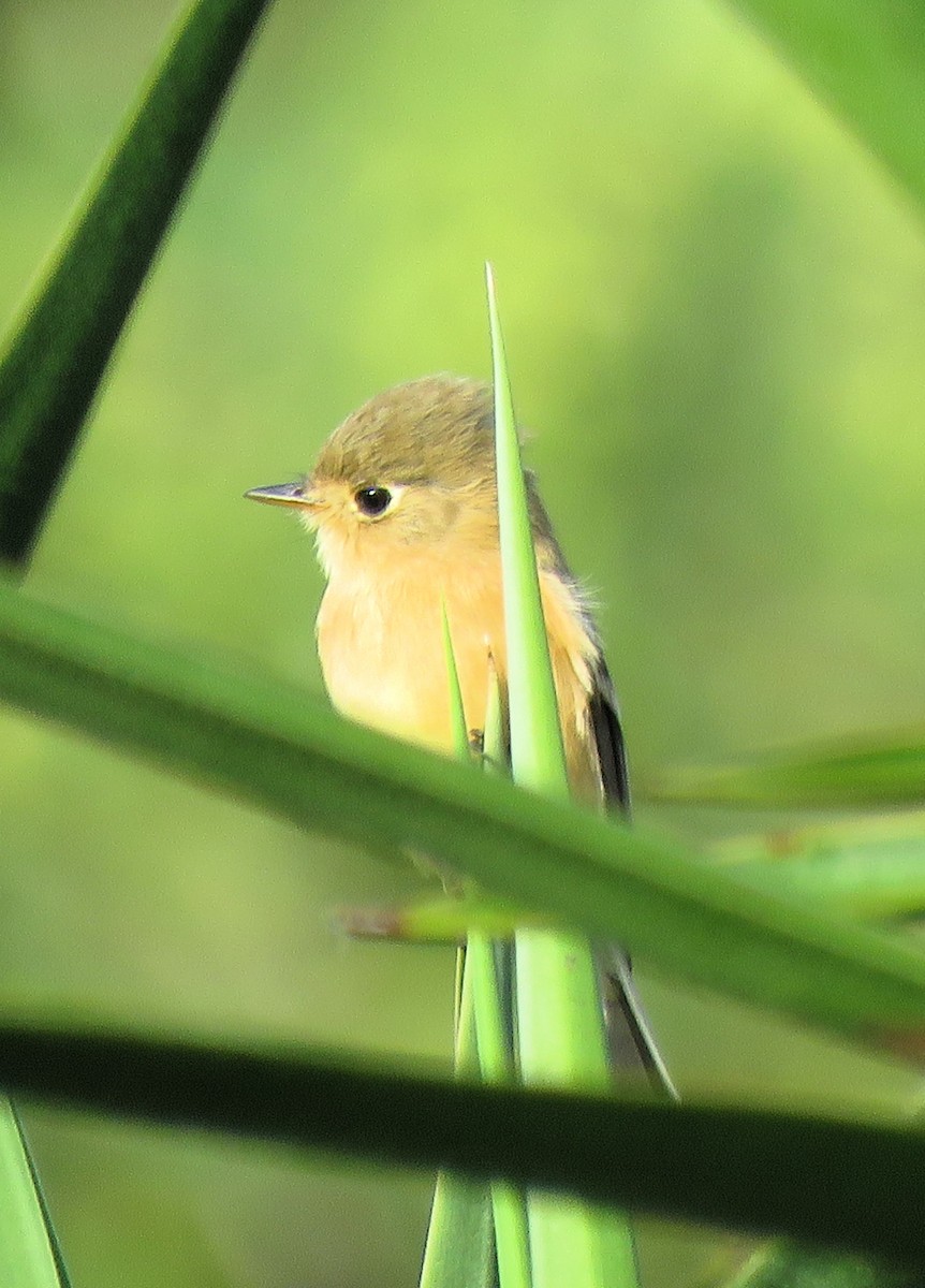 Buff-breasted Flycatcher - ML612298312