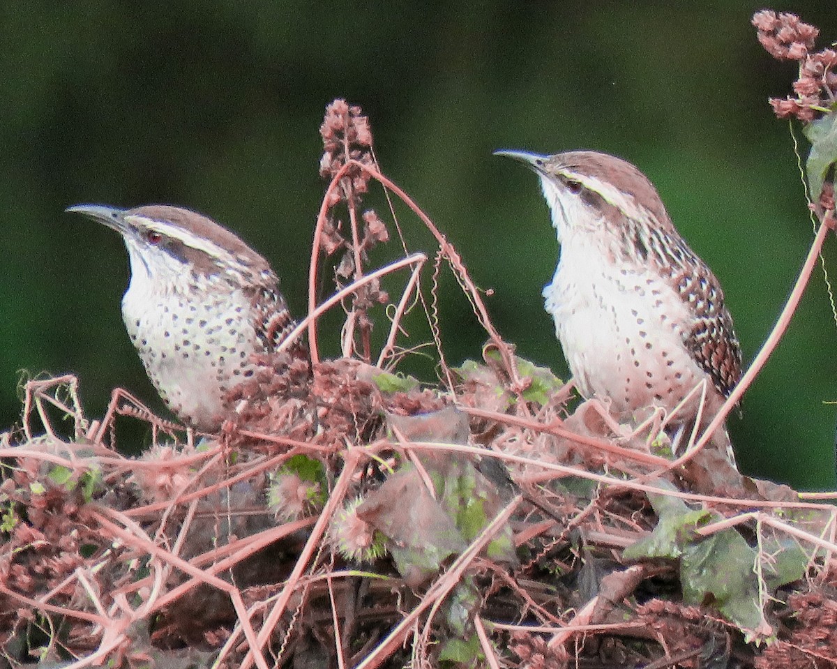 Spotted Wren - ML612298327