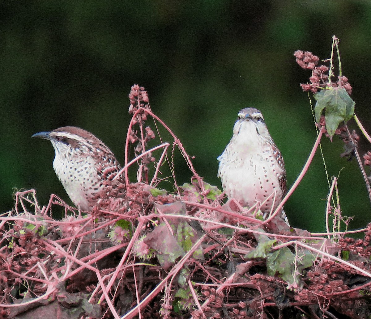 Spotted Wren - ML612298328