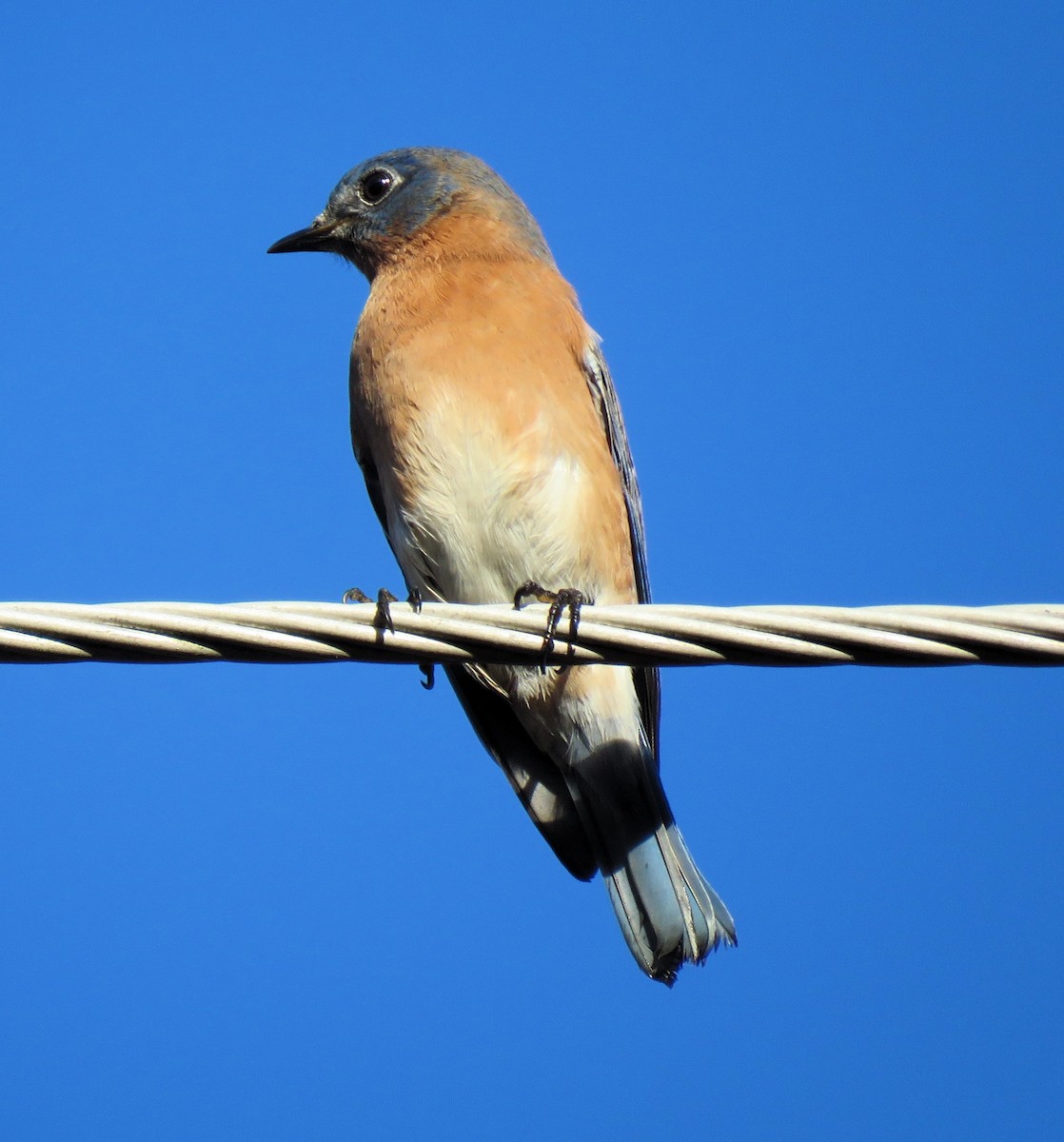 Eastern Bluebird - ML612298360