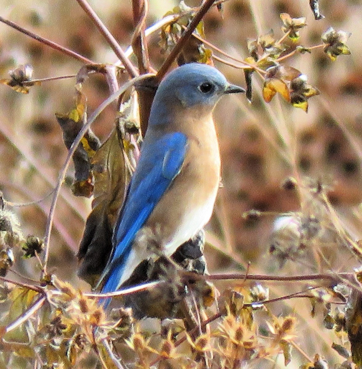 Eastern Bluebird - ML612298361