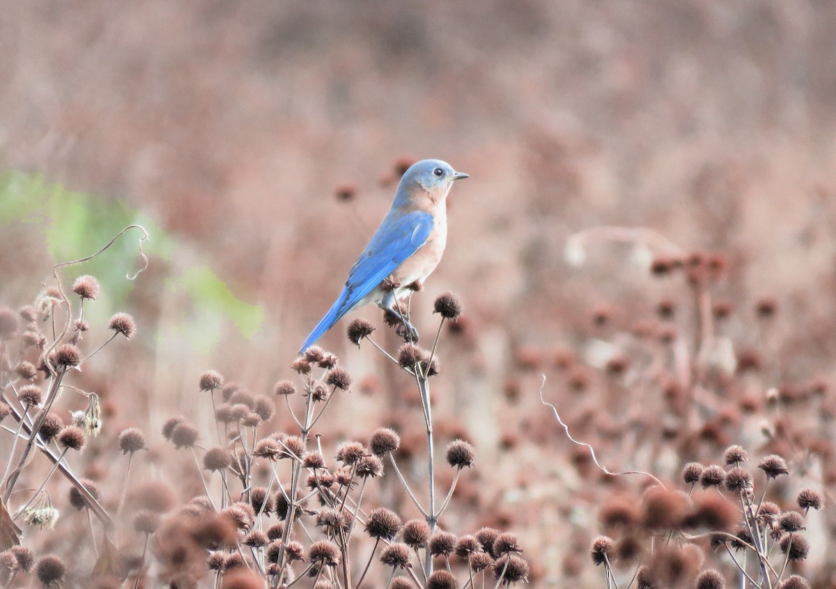 Eastern Bluebird - ML612298362