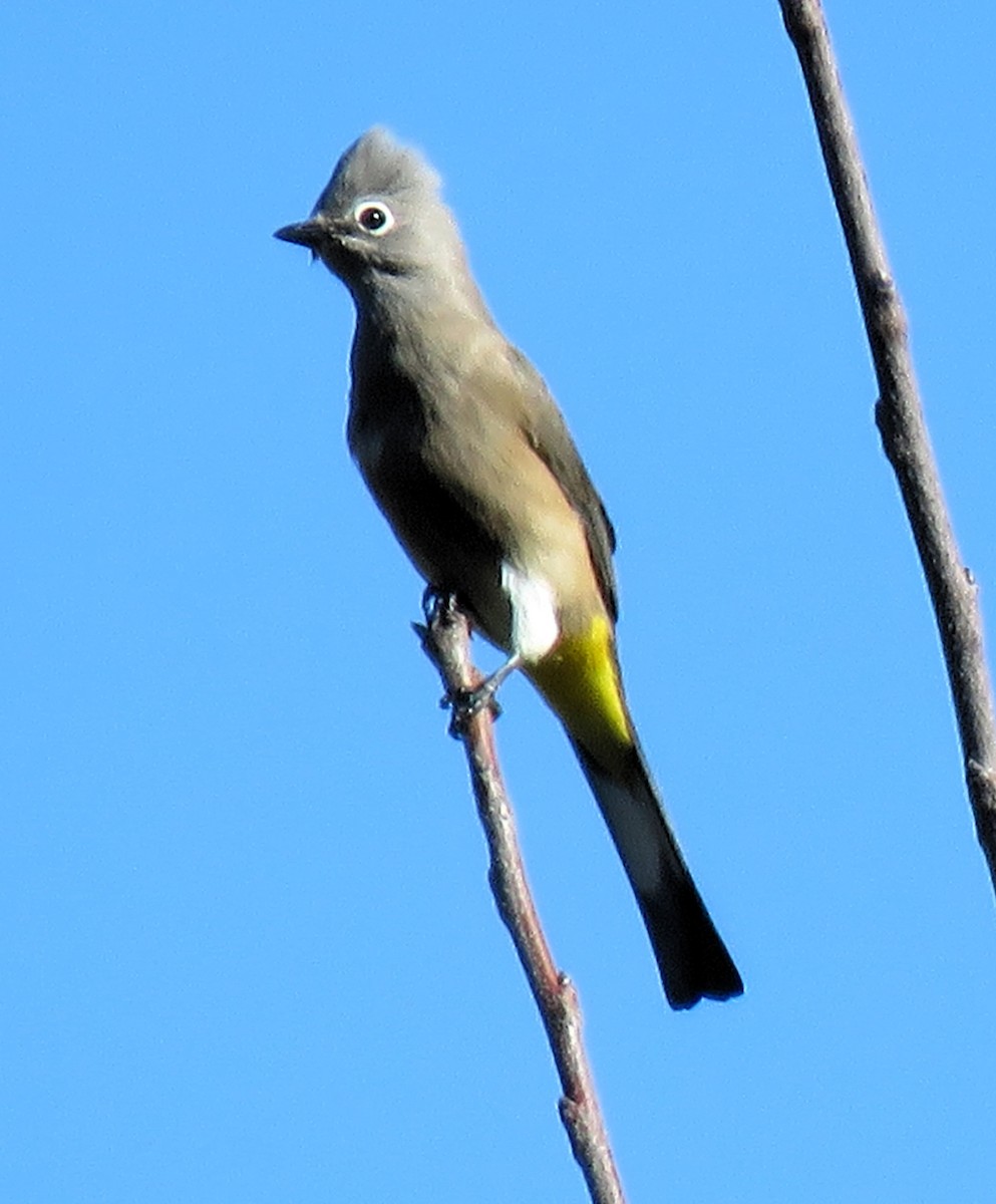 Gray Silky-flycatcher - ML612298373