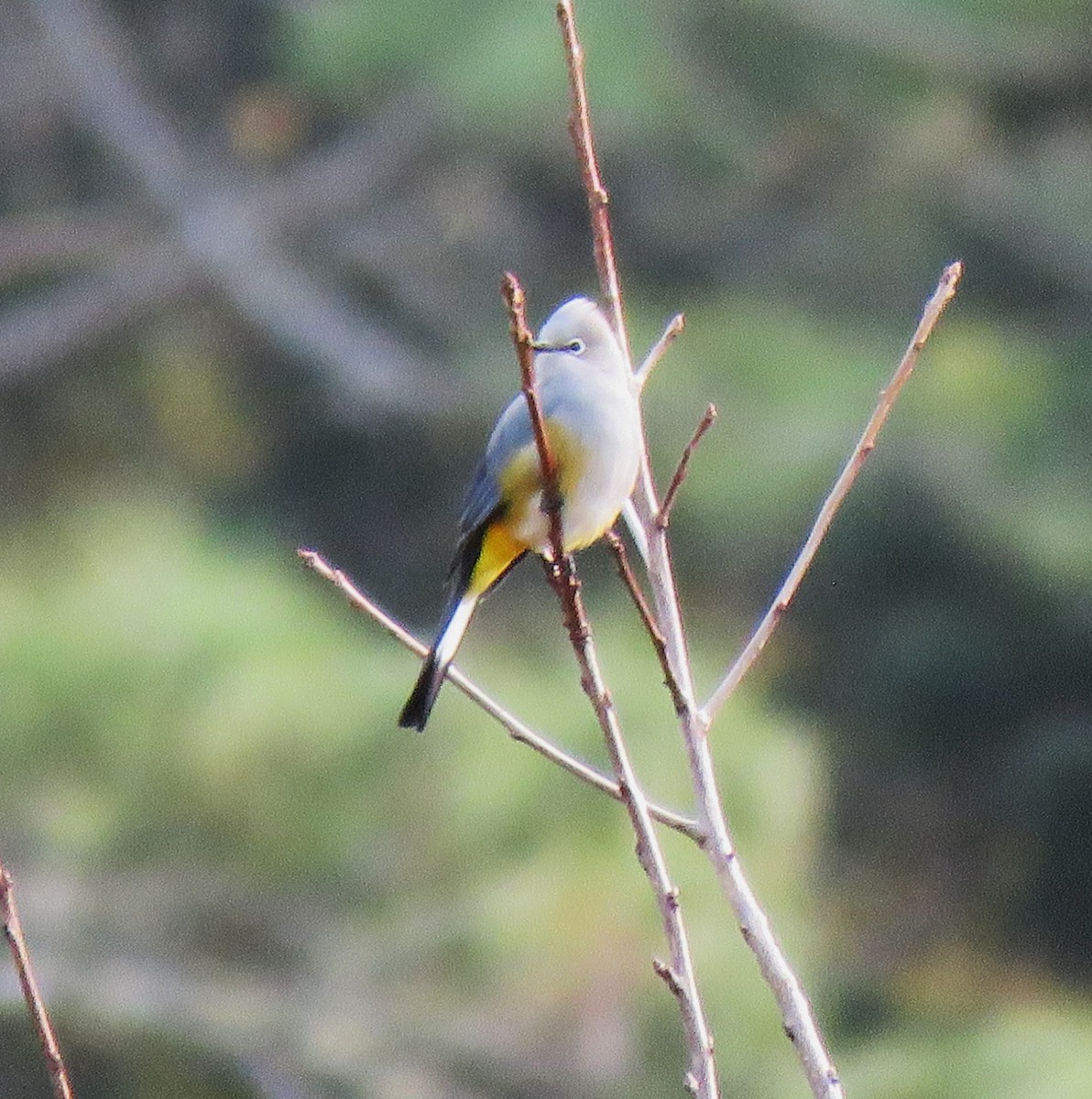 Gray Silky-flycatcher - ML612298375