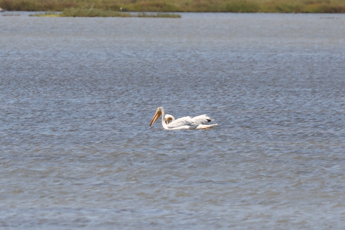 pelikán severoamerický - ML612298396