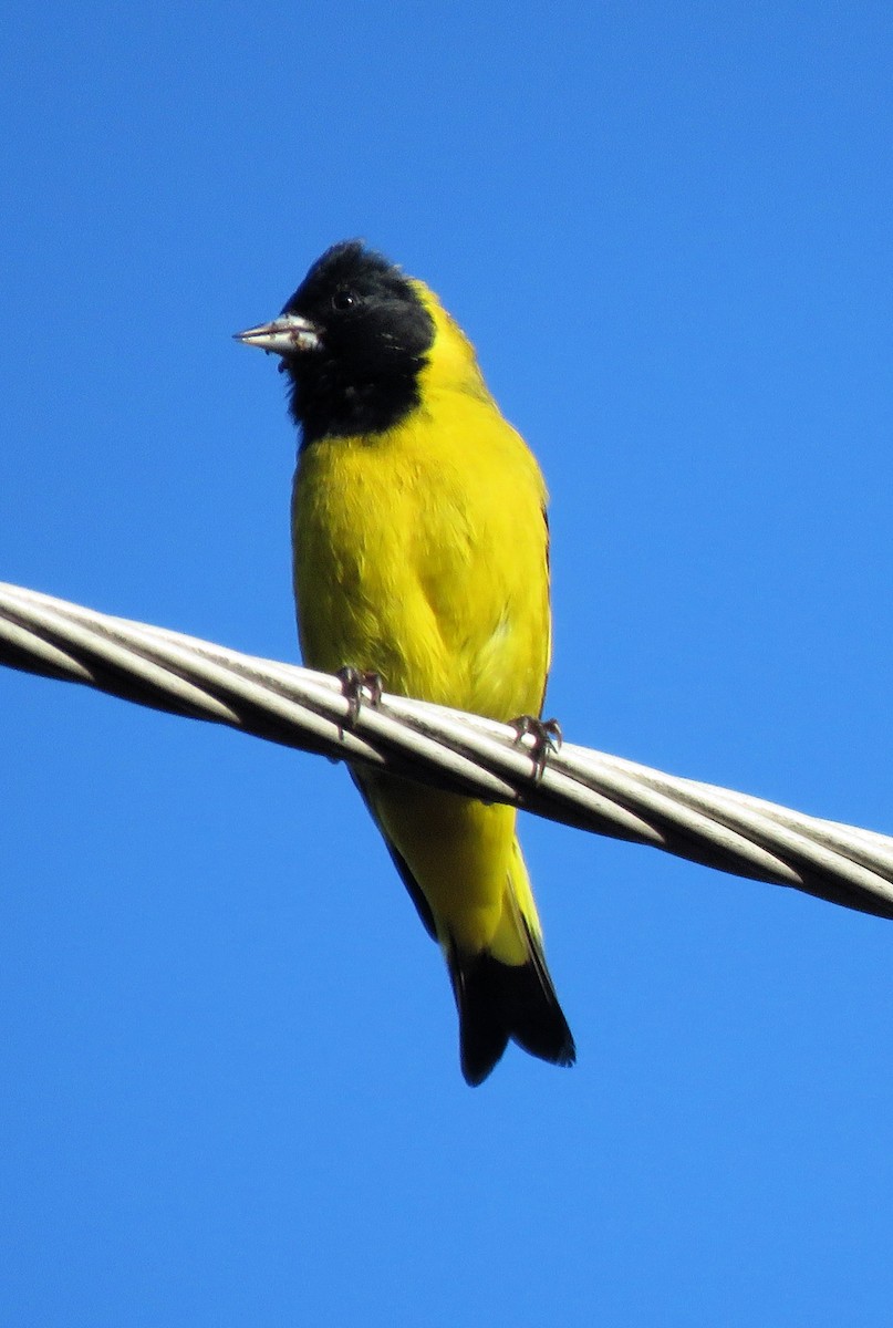 Black-headed Siskin - ML612298398