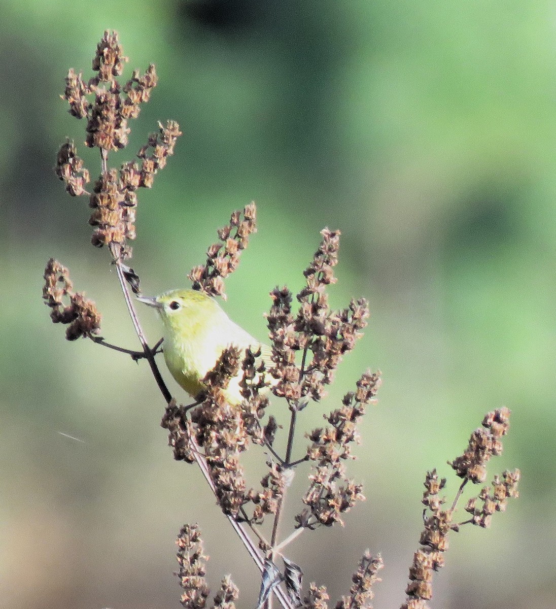 Orange-crowned Warbler - ML612298448