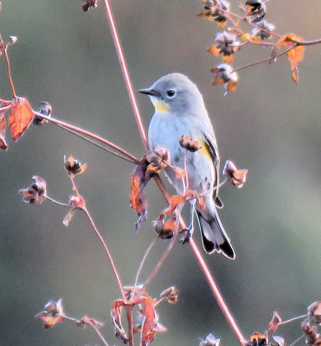 Yellow-rumped Warbler (Myrtle) - ML612298461