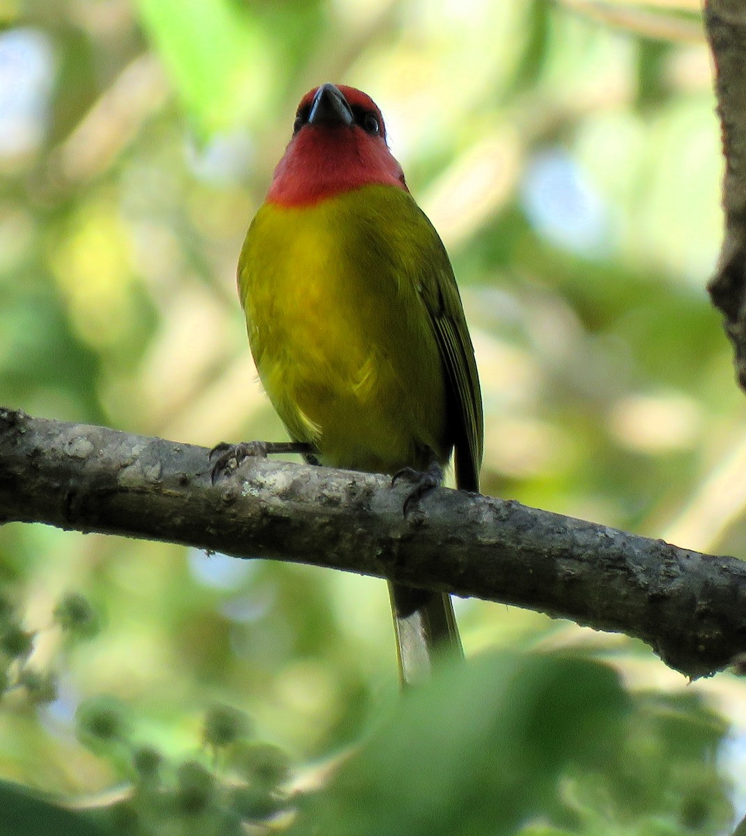 Red-headed Tanager - ML612298471