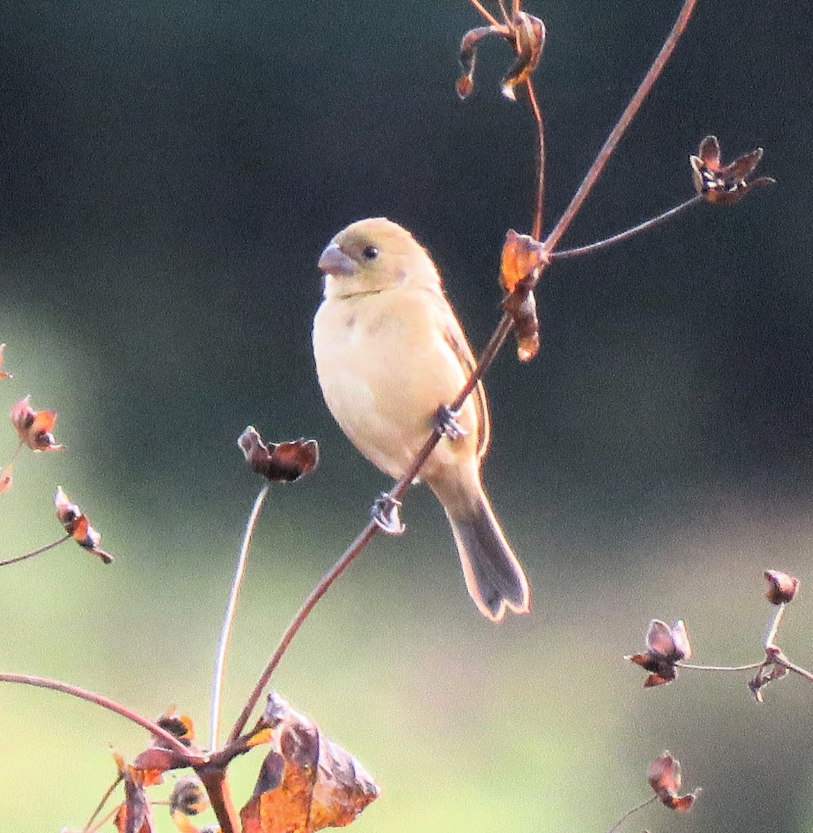 Cinnamon-rumped Seedeater - ML612298492