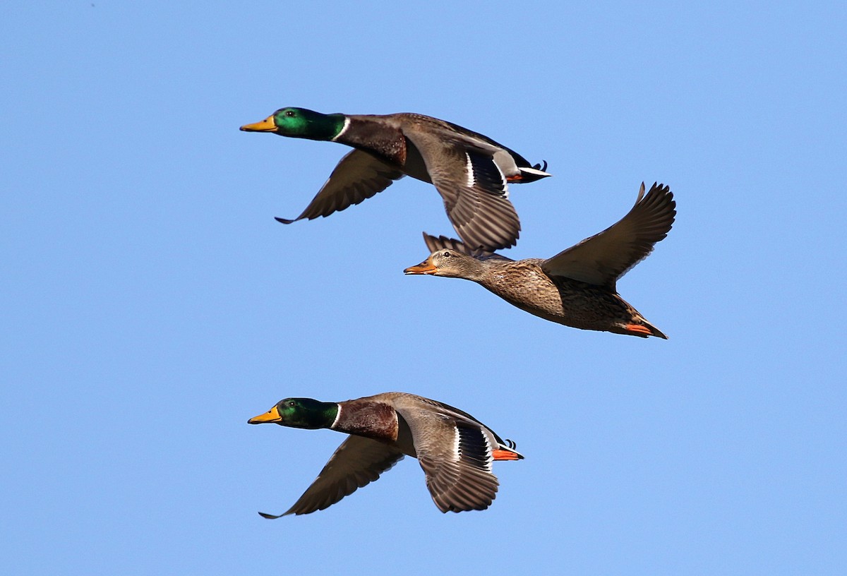 Mallard - Miguel García