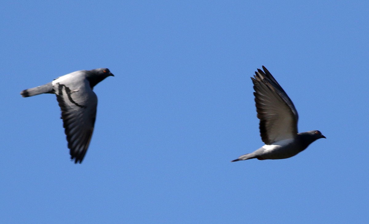 Rock Pigeon (Feral Pigeon) - Miguel García