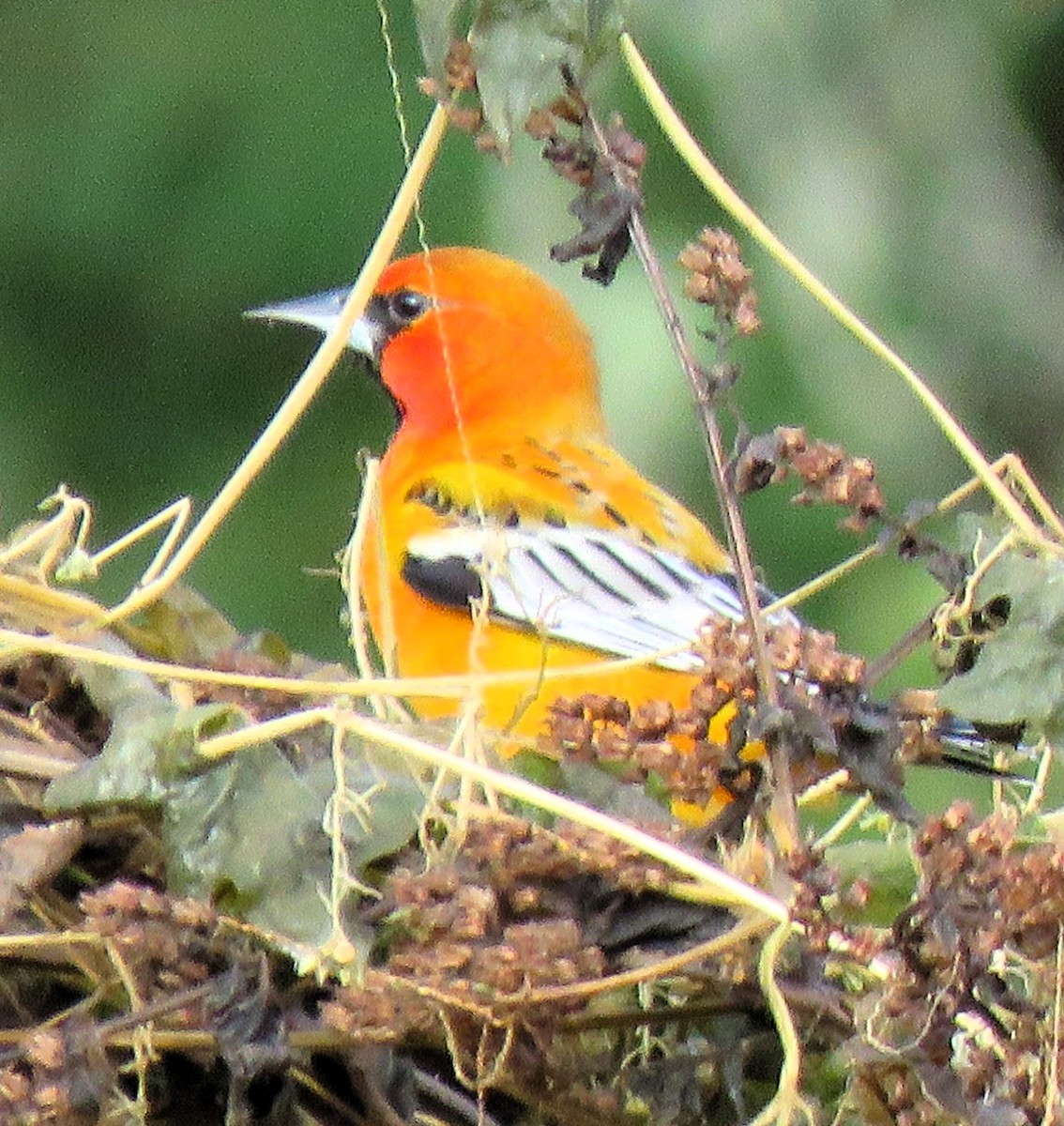 Streak-backed Oriole - ML612298651