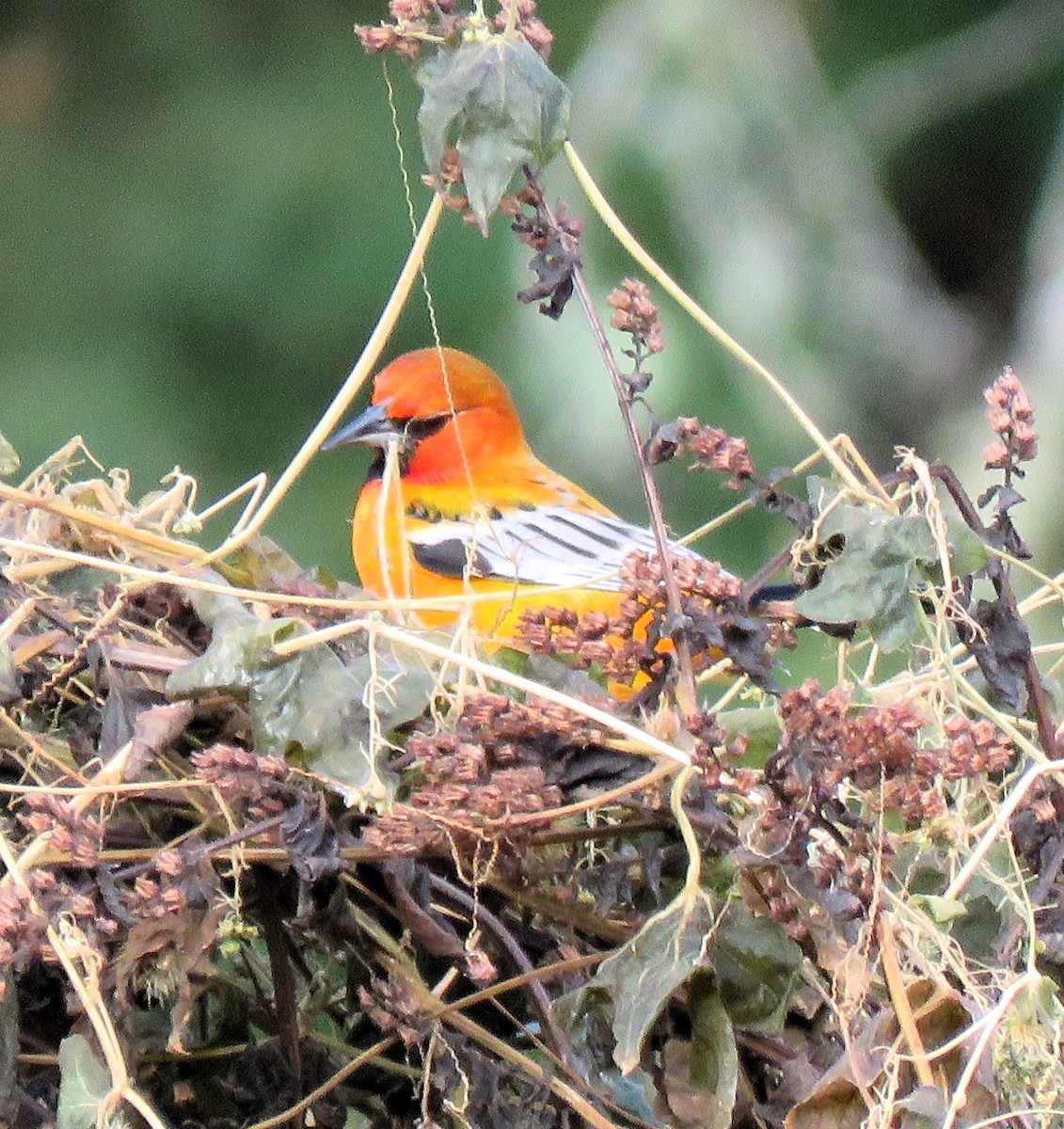 Streak-backed Oriole - ML612298652